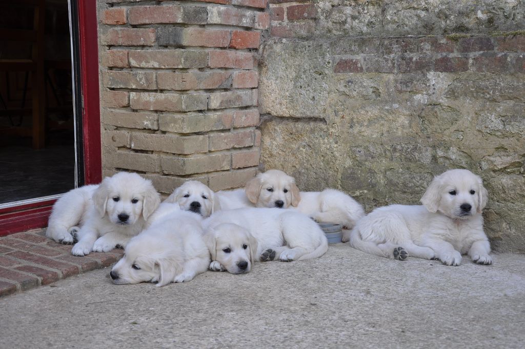 Du Petit Desert - Golden Retriever - Portée née le 14/07/2018