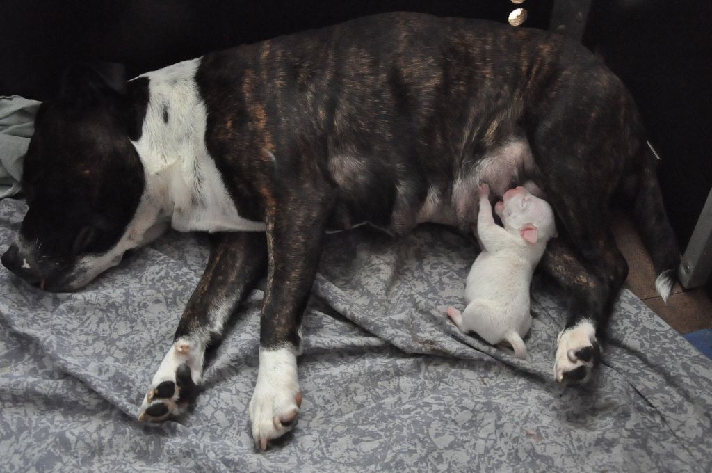 Du Petit Desert - Staffordshire Bull Terrier - Portée née le 13/09/2020