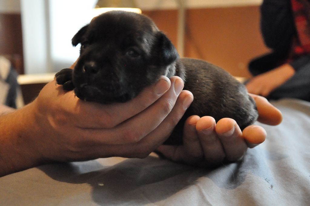 Les bébés ont 15 jours