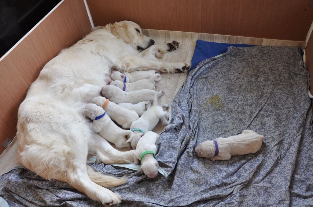Du Petit Desert - Golden Retriever - Portée née le 24/08/2019