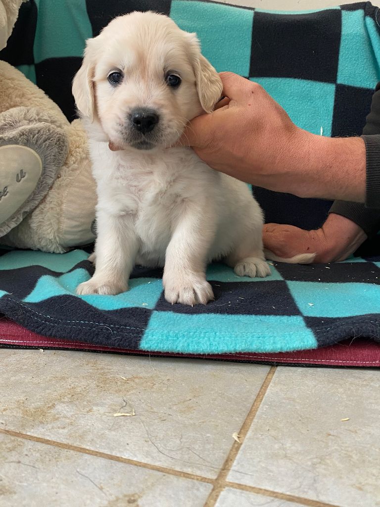 Du Petit Desert - Chiots disponibles - Golden Retriever