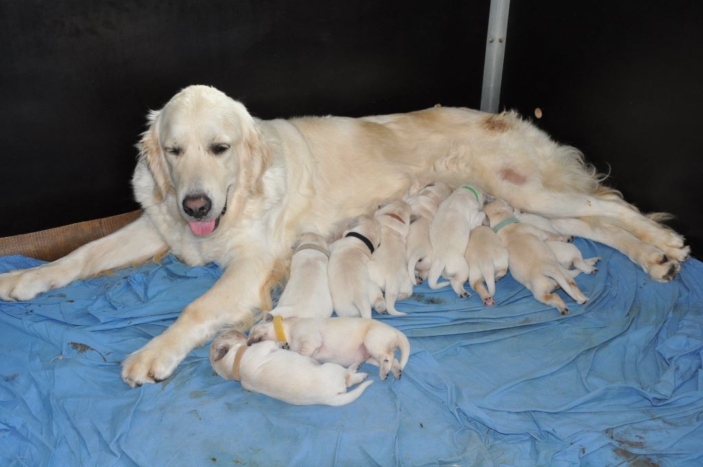 Du Petit Desert - Golden Retriever - Portée née le 20/08/2019